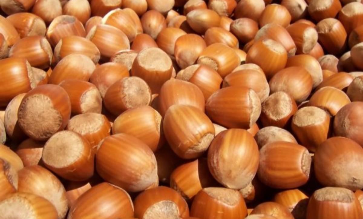 Hazelnut